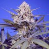 Sweet Seeds - Pineapple Slush XL Auto 3 ks - Semená neobsahujú THC.