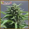 Dr. Krippling Seeds - Banana Rapids 5 ks - Semená neobsahujú THC