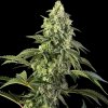 Sensi Seeds - Cosmic Kiss 5 ks - Semená neobsahujú THC