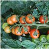 Paradajka koktailová Primabella - Solanum lycopersicum - semená paradajky - 6 ks