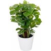 MONSTERA V PLAST.KVETINÁČI ZEL.24CM
