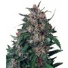 Dutch Passion Hollands Hope neobsahuje THC 10 ks
