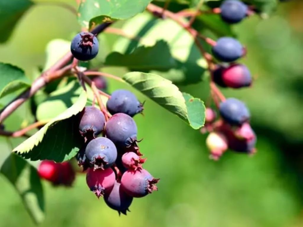 Muchovník SMOKY Amelanchier 50-80 cm, kont. 2 l