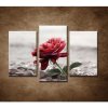 Červená ruža na kameňoch - 3dielny 75x50cm
