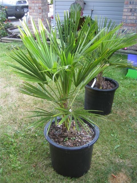 Palma konopná - Trachycarpus fortunei - semená palmy - semiačka - 2 ks od  0,74 € - Heureka.sk