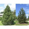 Borovica pyrenejská 30-50 cm, kont. 3 l
