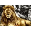 DIMEX | Vliesové fototapety na stenu Kráľ zvierat MS-5-0587 | 375 x 250 cm | zlatá, hnedá, šedá + Vliesová fototapeta na stenu DIMEX Kráľ zvierat MS50587 v rozmere 375 x 250 cm