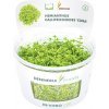 Hemianthus callitrichoides ´Cuba´In-Vitro