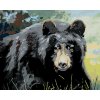ZUTY Maľovanie podľa čísel - MEDVEĎ POHĽAD DO OČÍ (D. RUSTY RUST) Rámovanie: vypnuté plátno na rám, Rozmer: 80x100 cm