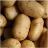 BIO sadbové zemiaky Bellinda - Solanum tuberosum - predaj bio sadiva - 10 ks