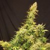 Monkey Genetics - Lemon Skunk Auto 3 ks - Semená neobsahujú THC