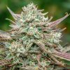 Atlas Seed - Face Fat Auto 5 ks - Semená neobsahujú THC