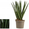 Svokrin jazyk Spagetti cca 20 cm - Sansevieria cylindrica, kont. p9
