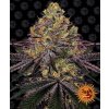 Barney's Farm Watermelon Zkittlez neobsahuje THC 3 ks