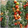 Paradajka Štart S F1 - Solanum lycopersicum - semená - 10 ks