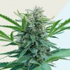 Kera Seeds - Black Diamond CBD 5 ks - Semienka neobsahujú THC