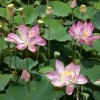 Lekno ružové - Nymphaea capensis - semená - 6 ks