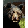 zuty Zuty - Maľovanie Podľa Čísel - Portrét Medveď (D. Rusty Rust), 40X50 Cm, Plátno+Rám (8596530213130)
