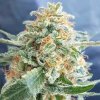 Freedom Of Seeds - Hash Lover 3 ks - Semená neobsahujú THC