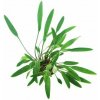 Dennerle Cryptocoryne lucens