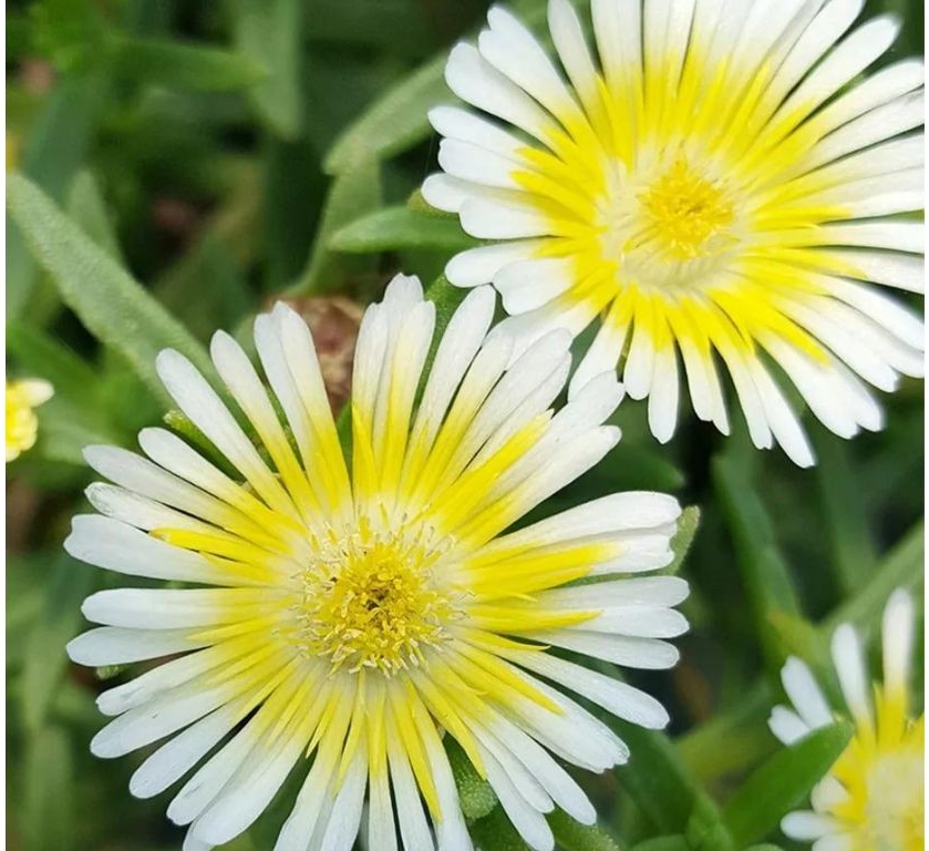 Delosperma Wheels of Wonder Limoncello - Poludňovka, kont. 0,5 l