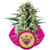 Royal Queen seeds Special Kush n.1 neobsahují THC 5 ks