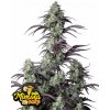 Fast Buds Cannabis Seeds Mimosa Cake Auto 3 pcs