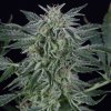 Silent Seeds Semená kanabisu Critical Jack Auto feminizované 3 ks