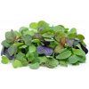 Toraf Microgreens semínka na klíčky - Směs čínská 40 g