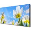 Obraz Canvas Rastliny kvety tulipány 100x50 cm