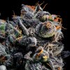 Anesia Seeds - Auto Blueberry Banana 3 ks - semená neobsahujú THC