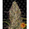 Barney's Farm Glue Gelato Auto neobsahuje THC 10 ks