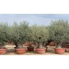 Olivovník Olea europaea Bonsai - 190-210cm, kvetináč 160L deco (vek: 70-80rokov, výška cirka 190-210cm s kvetináčom)