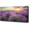 Foto obraz na plátne do obývačky Pole levanduľa 100x50 cm