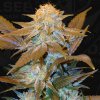 T.H.Seeds™ Cannabis Seeds Critical HOG™, rôzne balenia, feminizované 5+1 ks