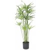 Kvetoucí kyperská tráva, 76 cm