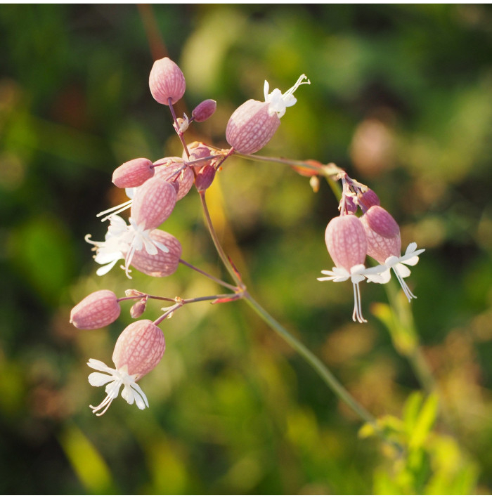 Silenka obyčajná - Silene vulgaris - semená - 150 ks