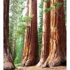 DIMEX fototapeta Kmene sekvoje MS-3-0102 - 225 x 250 cm (150g VLIES - LEPIDLO ZADARMO)
