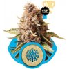 Royal Queen seeds Euphoria neobsahují THC 10 ks