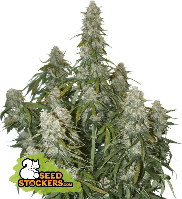 Seedstockers Big Bud Auto Balenie: 1 ks