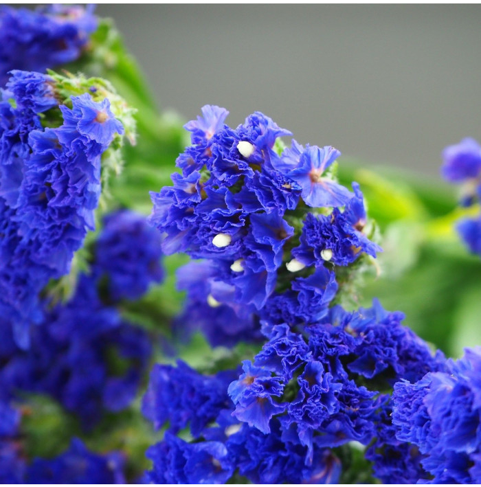 Limonka chobotnatá modrá - Limonium sinuatum - semená limonky - 30 ks