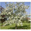 Okrasná jabloň Red Sentinel, výška 80-100 cm, kvetináč 26 cm