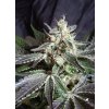 Black Jack F1 Fast Version - Sweet Seeds Balenie: 3+1ks