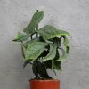 Monstera Amydrium Medium Silver