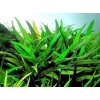 Cryptocoryne lucens (Košíčková Ø 5,5 cm)