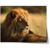 Sablio Plagát Lev 3 - 90x60 cm
