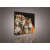 Obraz na plátne, rozmer 90 x 80 cm, tiger, IMPOL TRADE 131S6