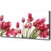 Foto obraz na plátne Červene tulipány 100x50 cm