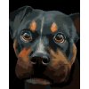 ZUTY Maľovanie podľa čísel - ROTVAJLER (MYROSLAVA VOLOSCHUK) Rámovanie: vypnuté plátno na rám, Rozmer: 80x100 cm