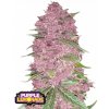 Fast Buds Semená kanabisu Purple Limonade Auto 1 pcs